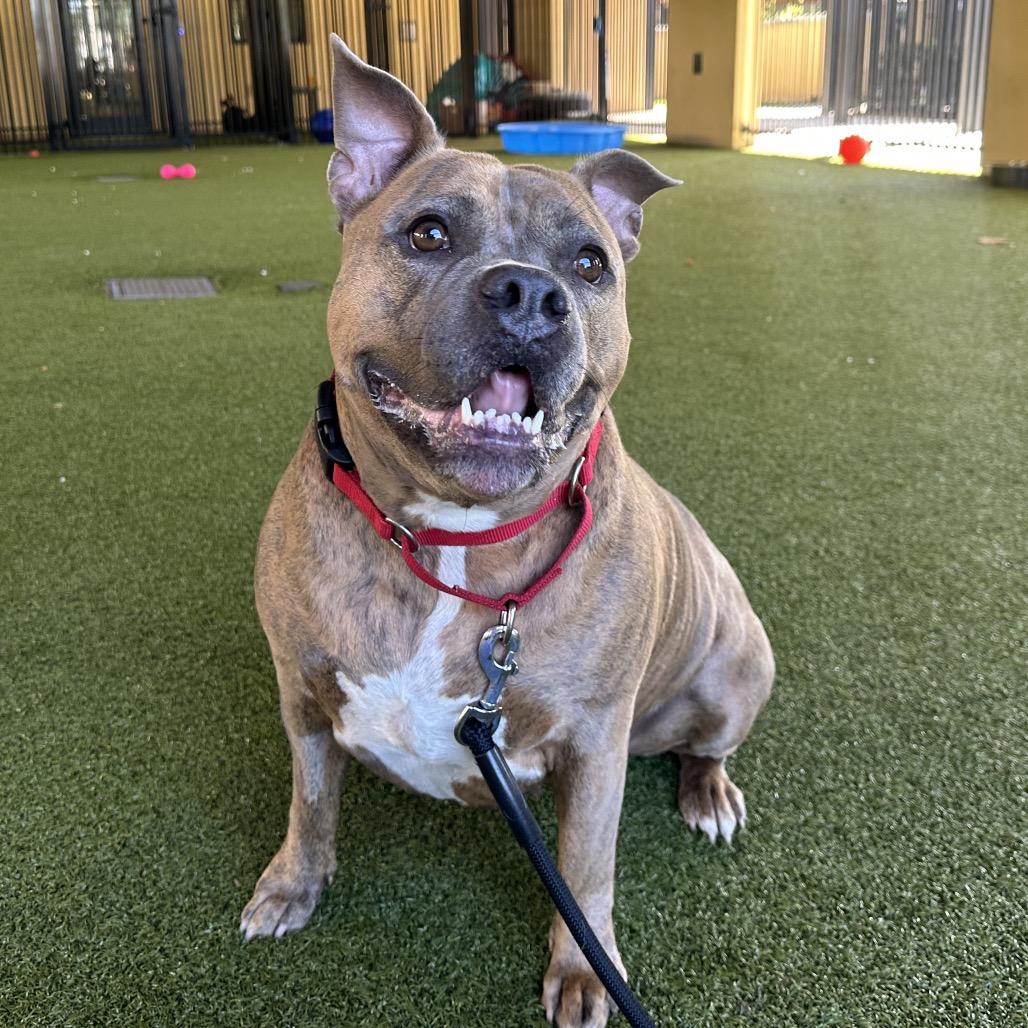 Linda, a Adoptable mixed breed in West Palm Beach, FL image 2/6