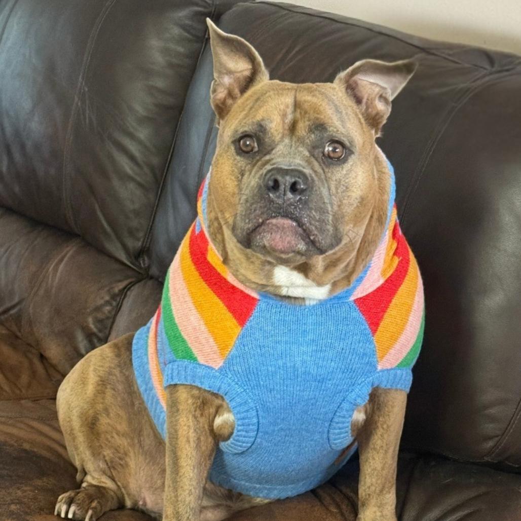 Linda, a Adoptable mixed breed in West Palm Beach, FL image 5/6