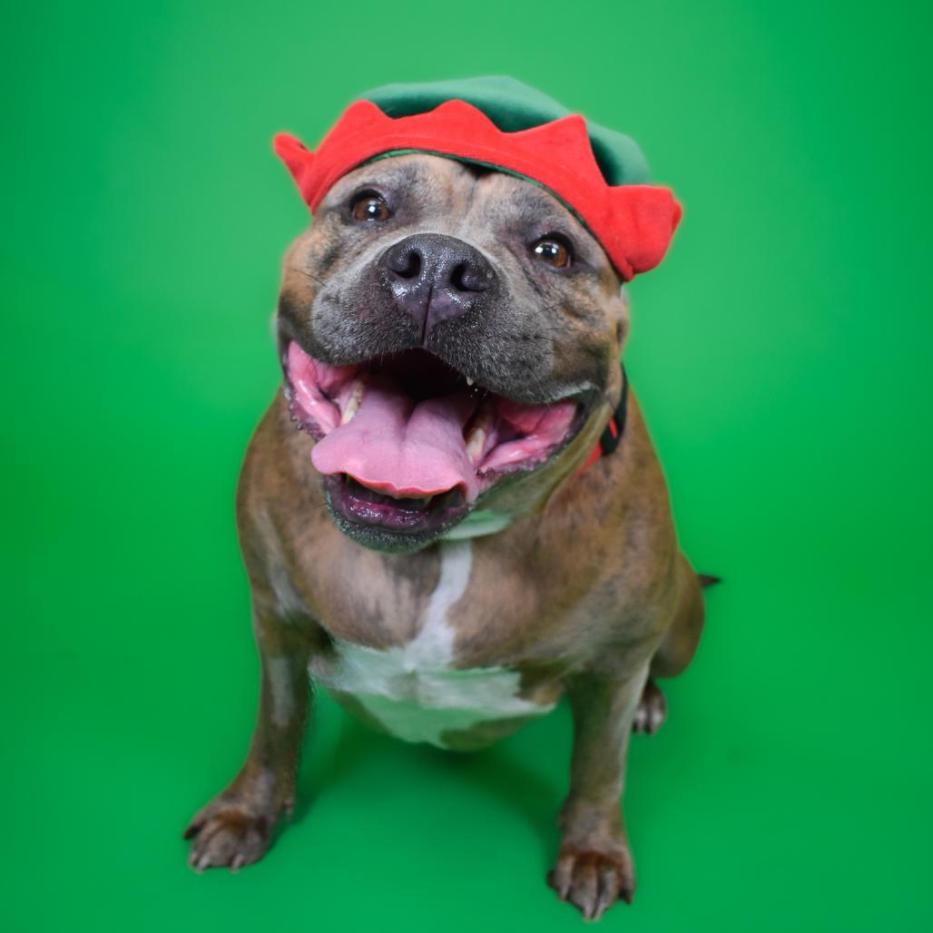 Linda, a Adoptable mixed breed in West Palm Beach, FL image 6/6