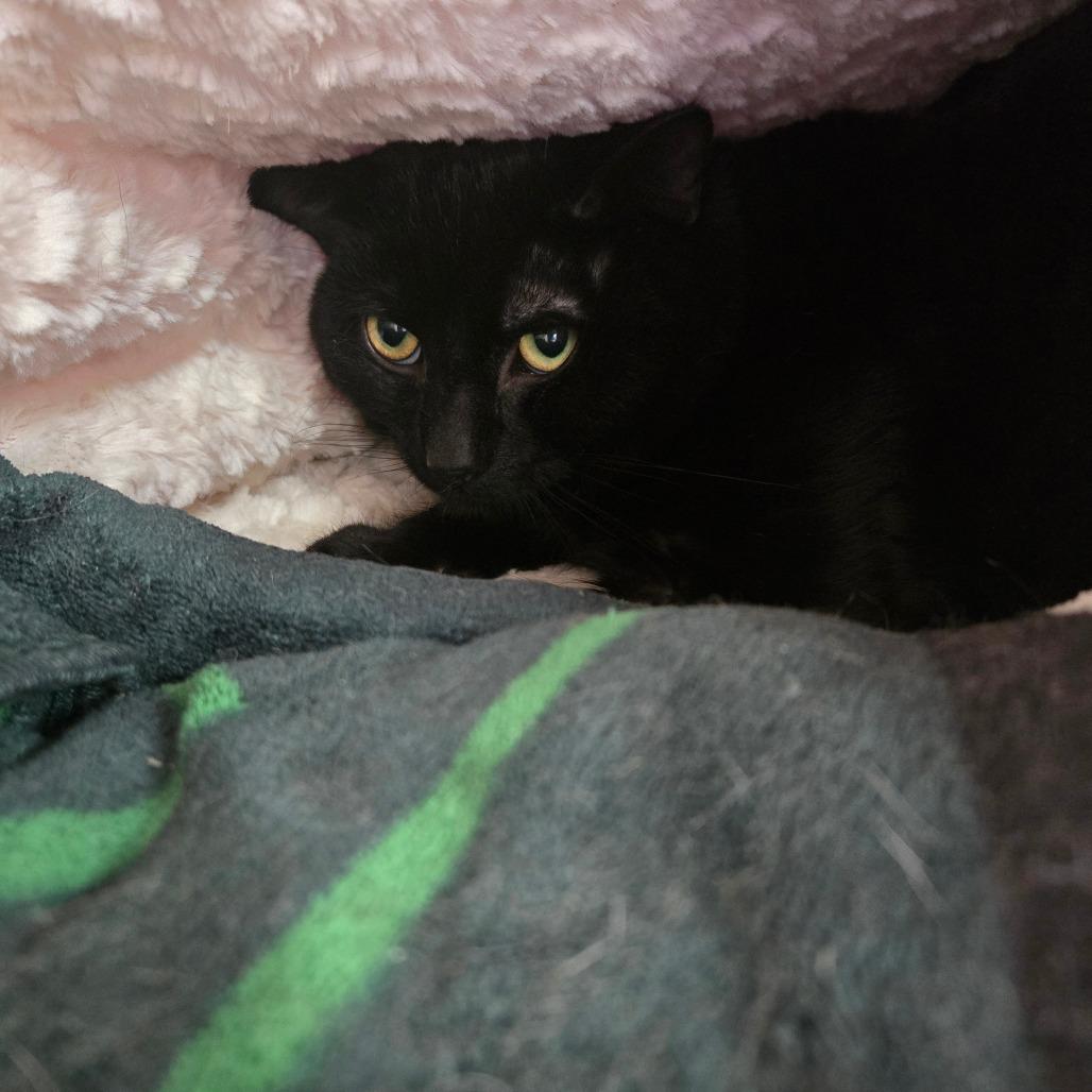 Duane Pipe, Adoptable, Young Male Domestic Short Hair.
