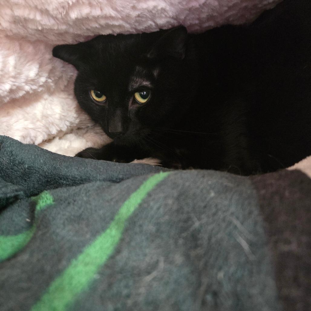 Enlarge Duane Pipe, a Adoptable Domestic Short Hair in East Smithfield , PA image 2/6