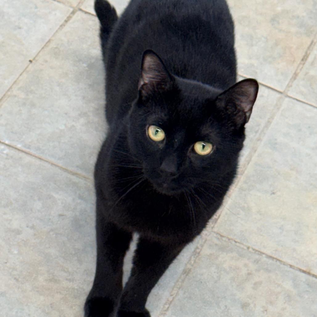 Duane Pipe, a Adoptable Domestic Short Hair in East Smithfield , PA image 3/6