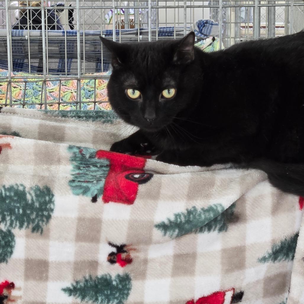 Enlarge Duane Pipe, a Adoptable Domestic Short Hair in East Smithfield , PA image 3/6