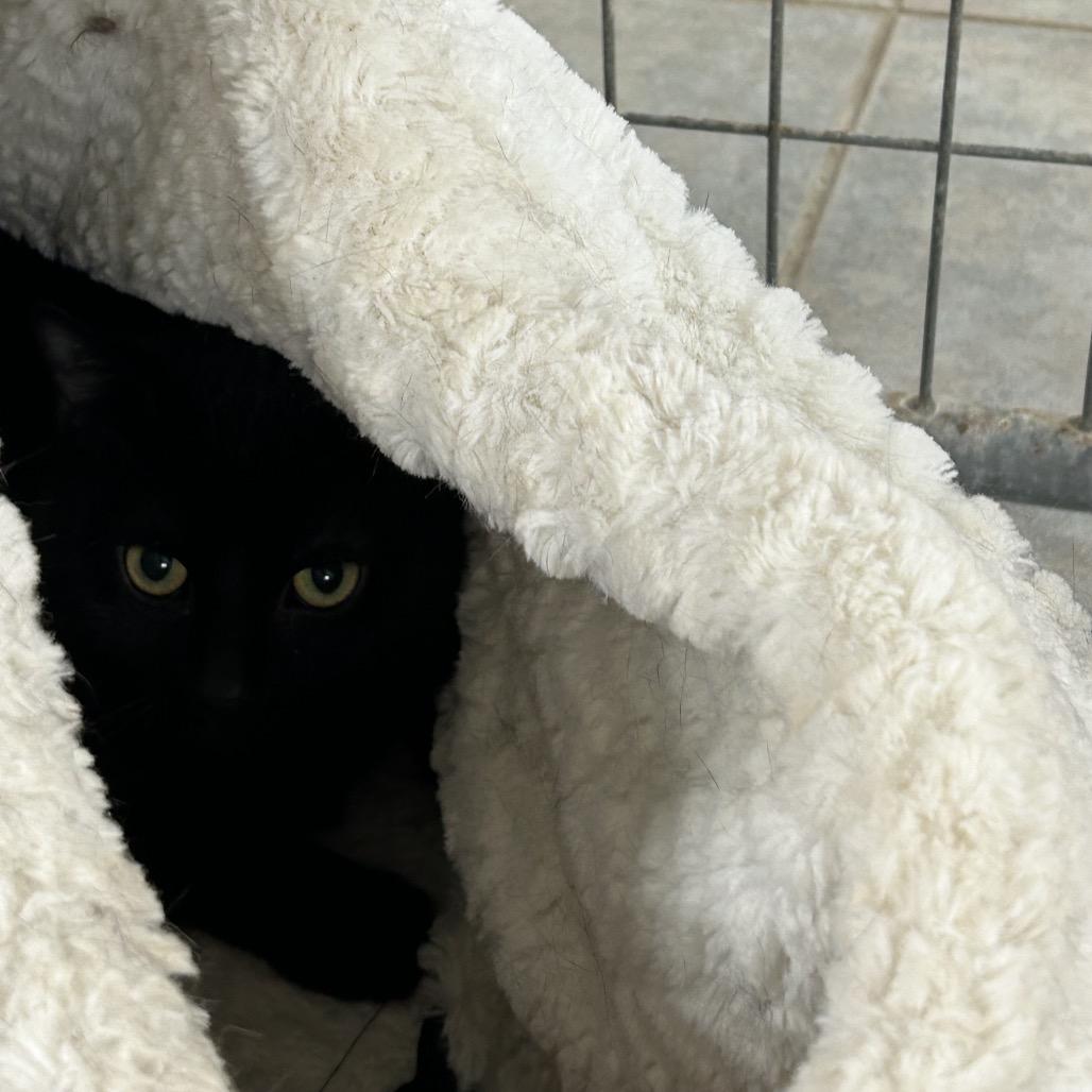 Enlarge Duane Pipe, a Adoptable Domestic Short Hair in East Smithfield , PA image 4/6