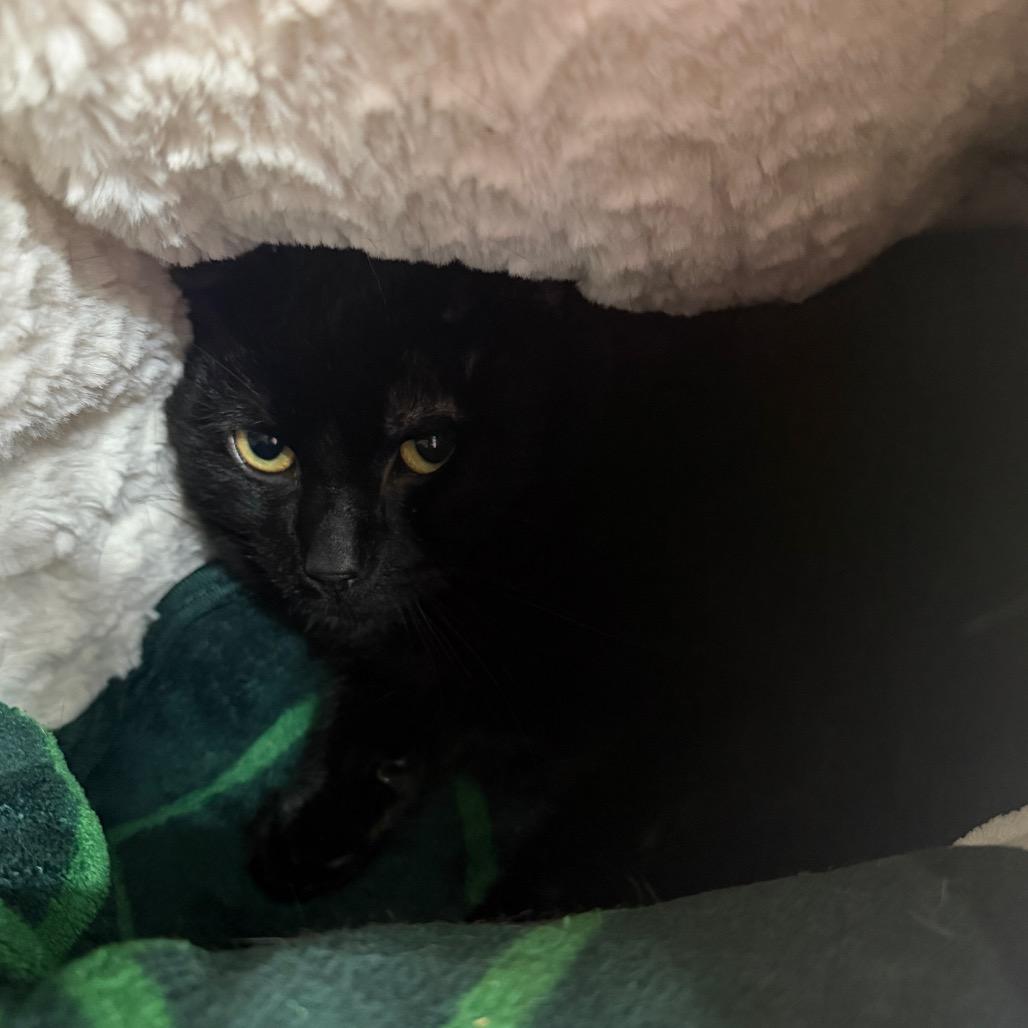 Enlarge Duane Pipe, a Adoptable Domestic Short Hair in East Smithfield , PA image 5/6