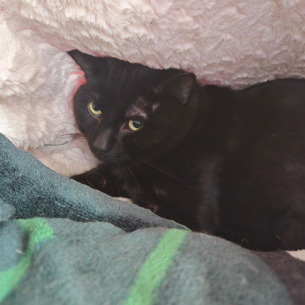 Enlarge Duane Pipe, a Adoptable Domestic Short Hair in East Smithfield , PA image 6/6
