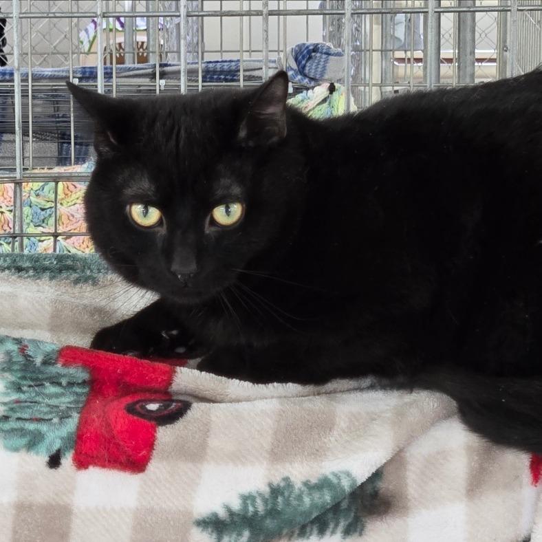 Enlarge Duane Pipe, a Adoptable Domestic Short Hair in East Smithfield , PA image 6/6