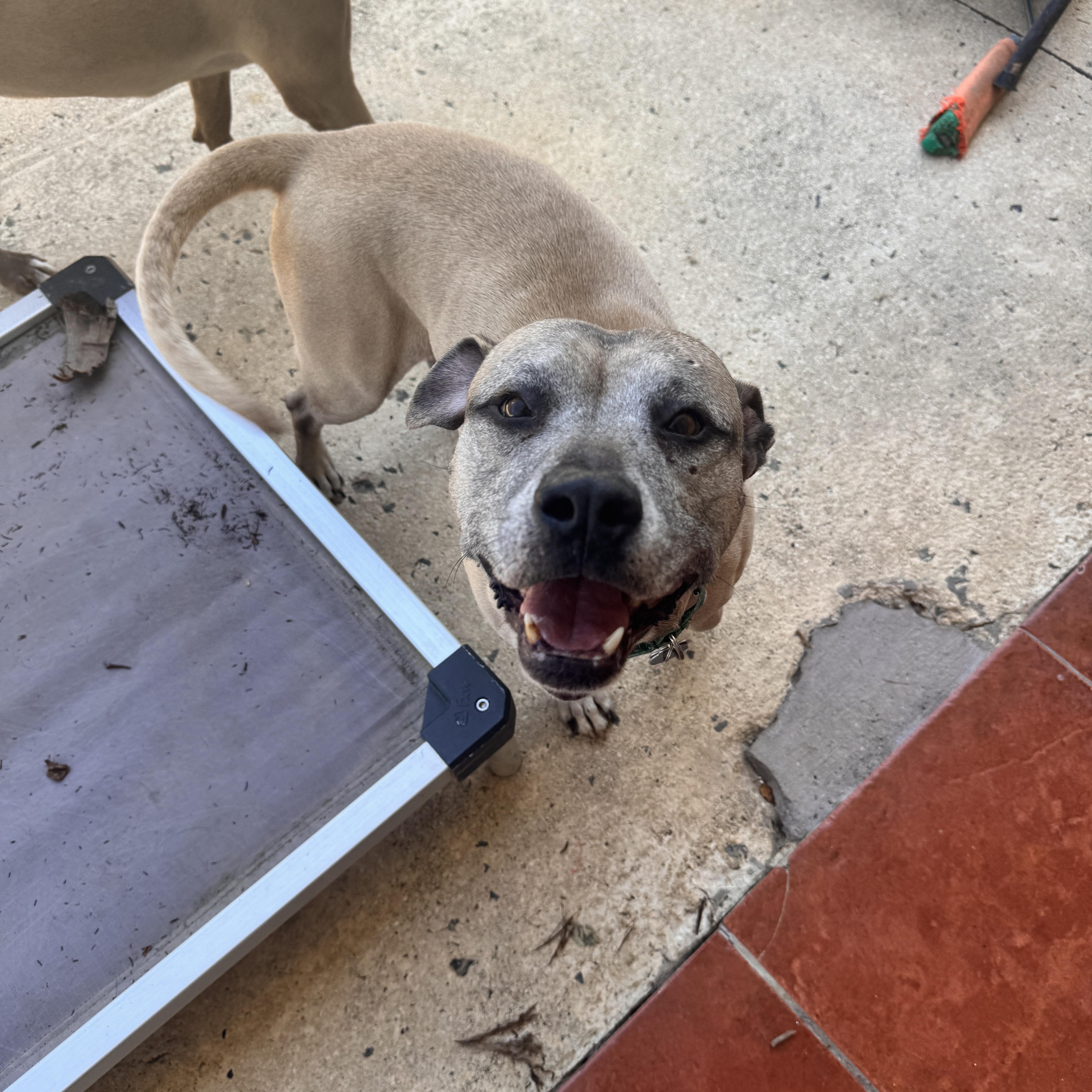 Enlarge Buddy, a Adoptable mixed breed in Rincon, PR image 6/6