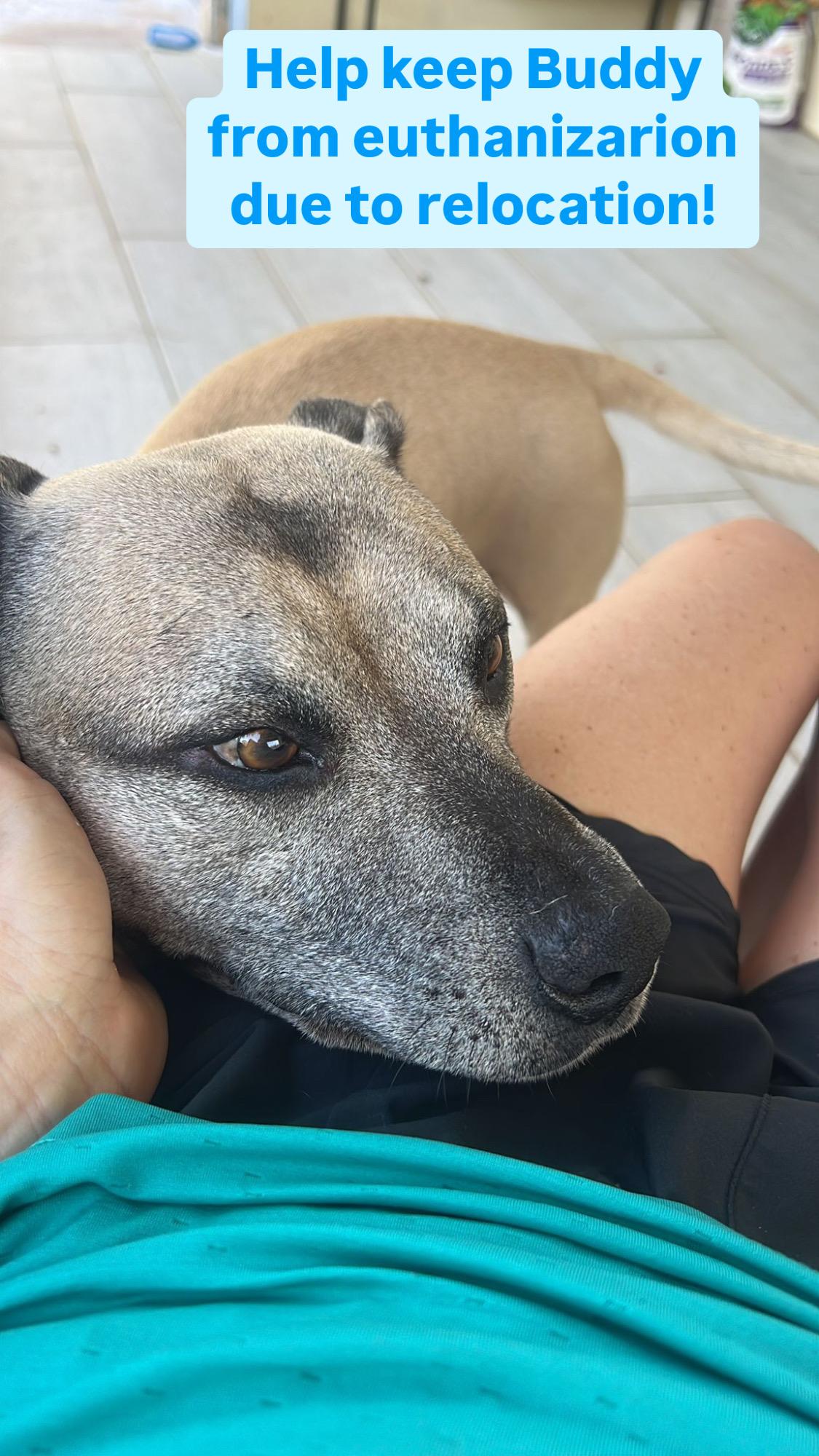 Enlarge Buddy, a Adoptable mixed breed in Rincon, PR image 1/5