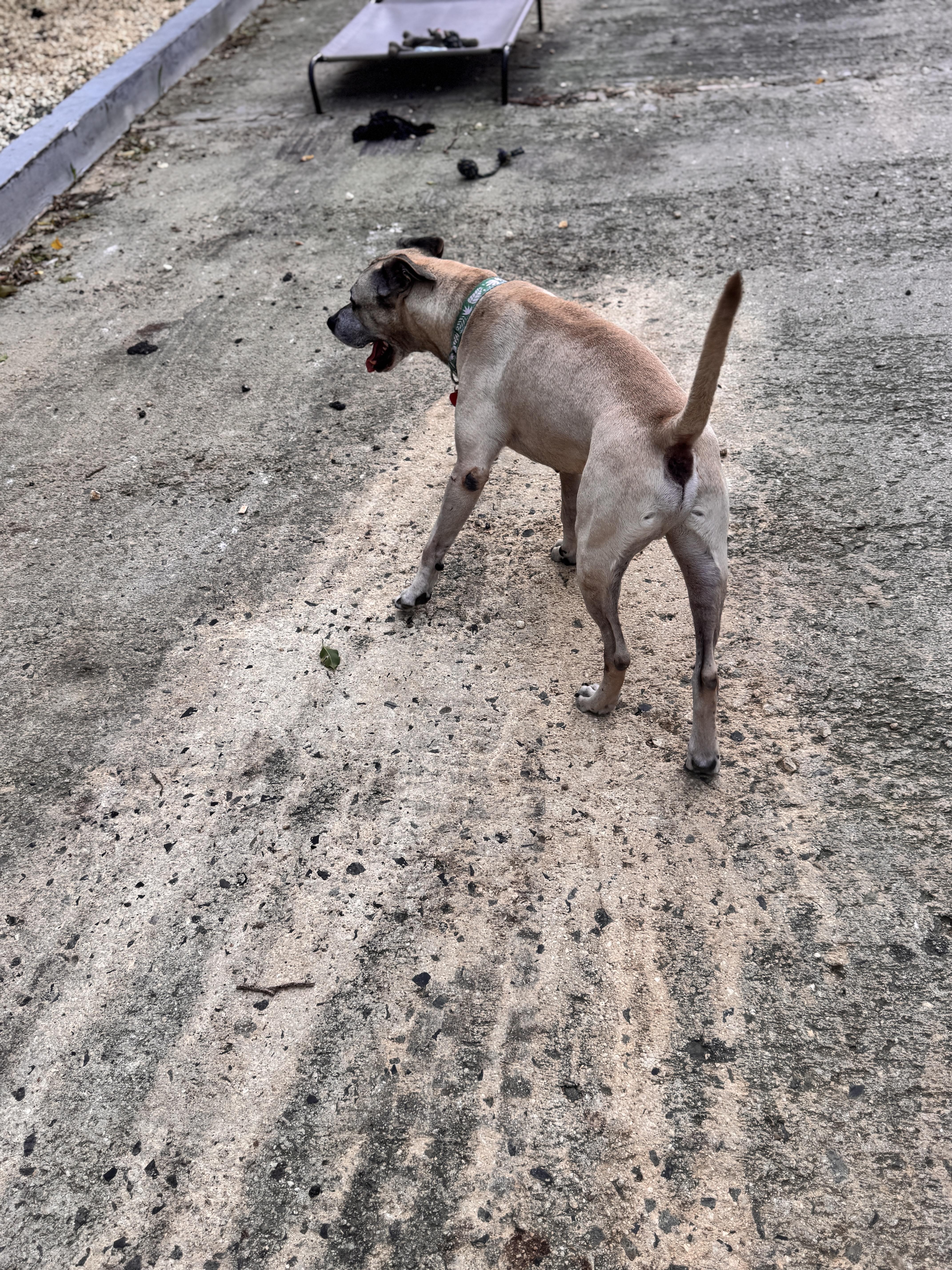 Enlarge Buddy, a Adoptable mixed breed in Rincon, PR image 4/5