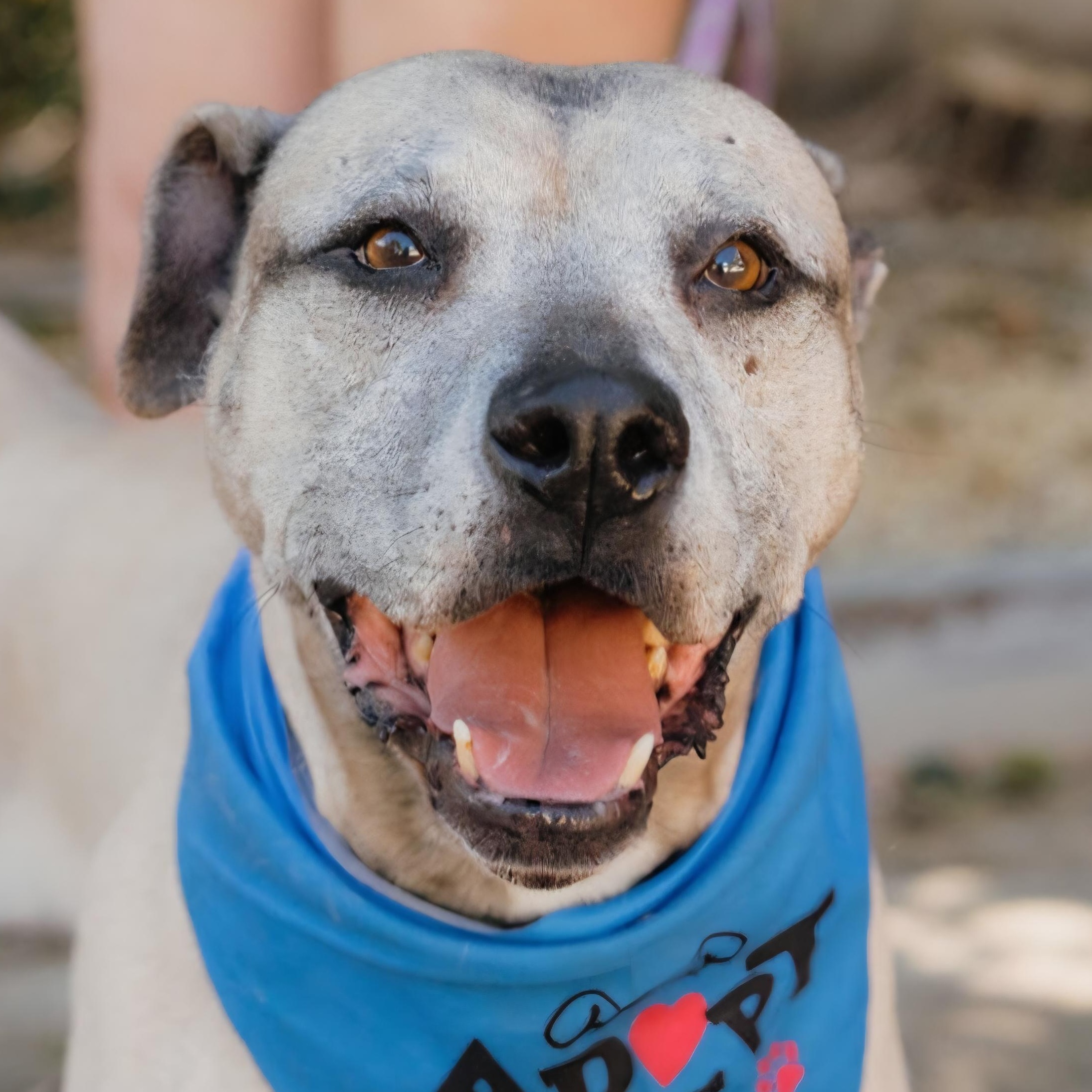Buddy, Adoptable, Adult Male Labrador Retriever & American Bully.