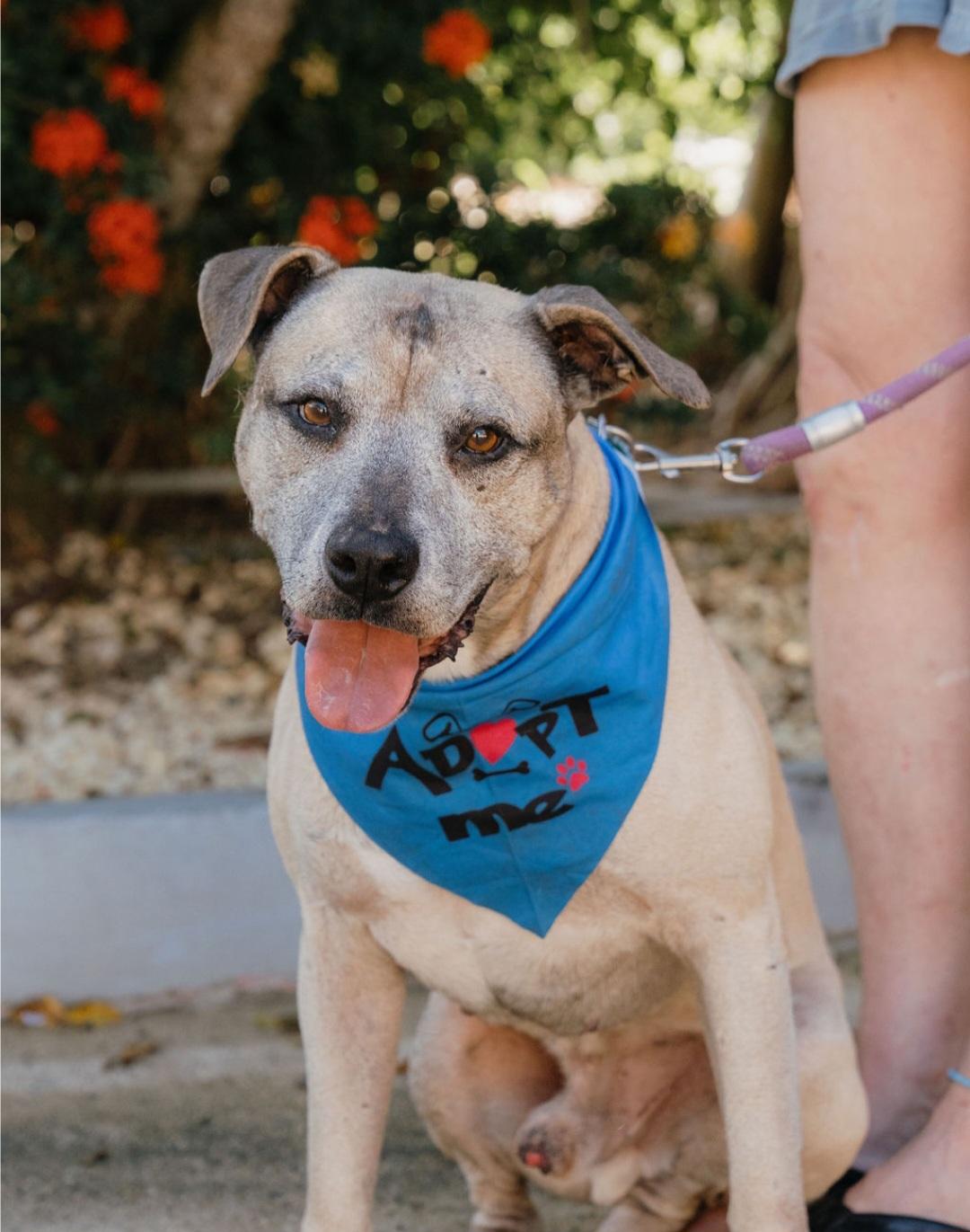 Buddy, Adoptable, Adult Male Labrador Retriever & American Bully.