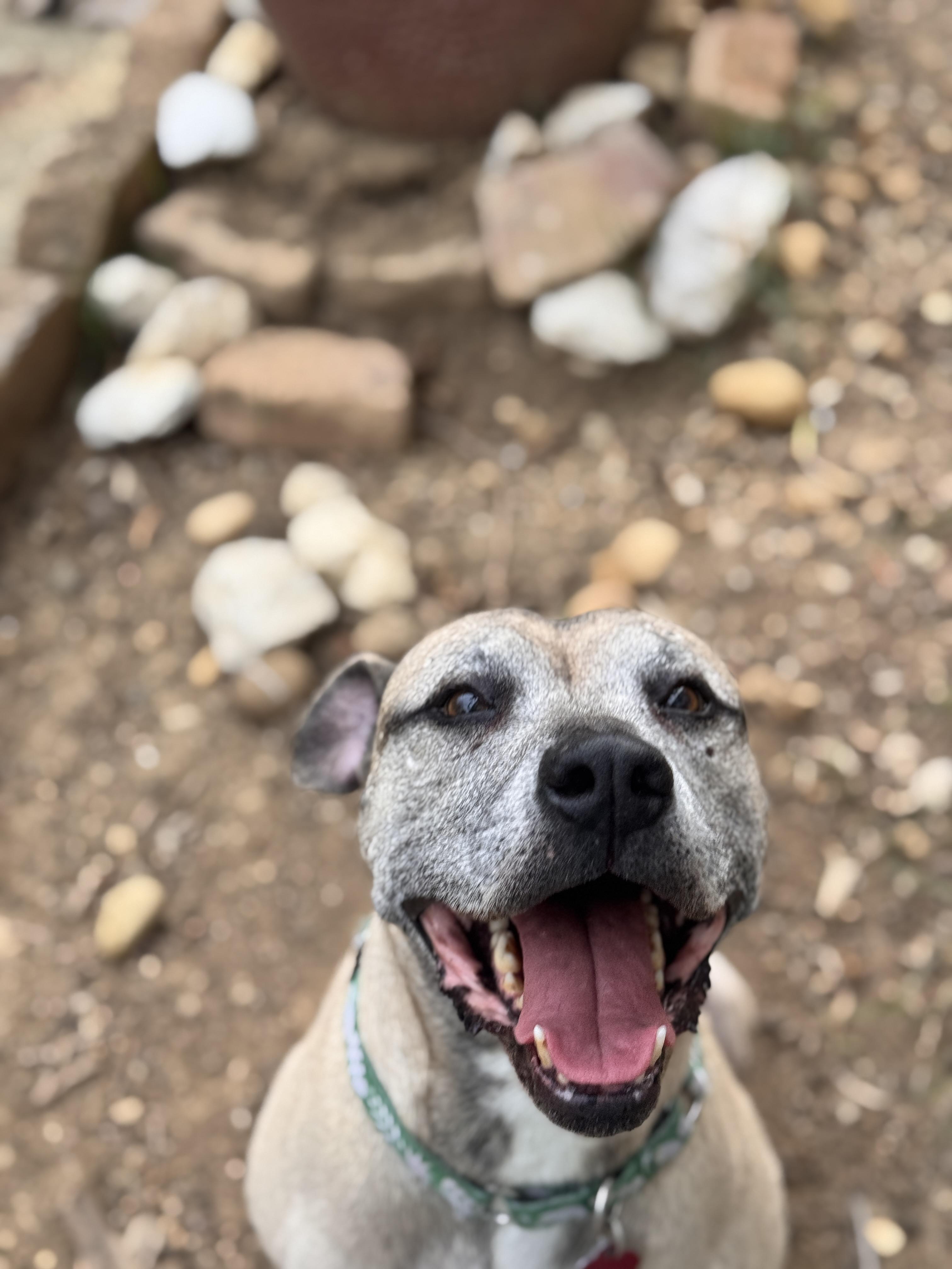 Enlarge Buddy, a Adoptable mixed breed in Rincon, PR image 3/5