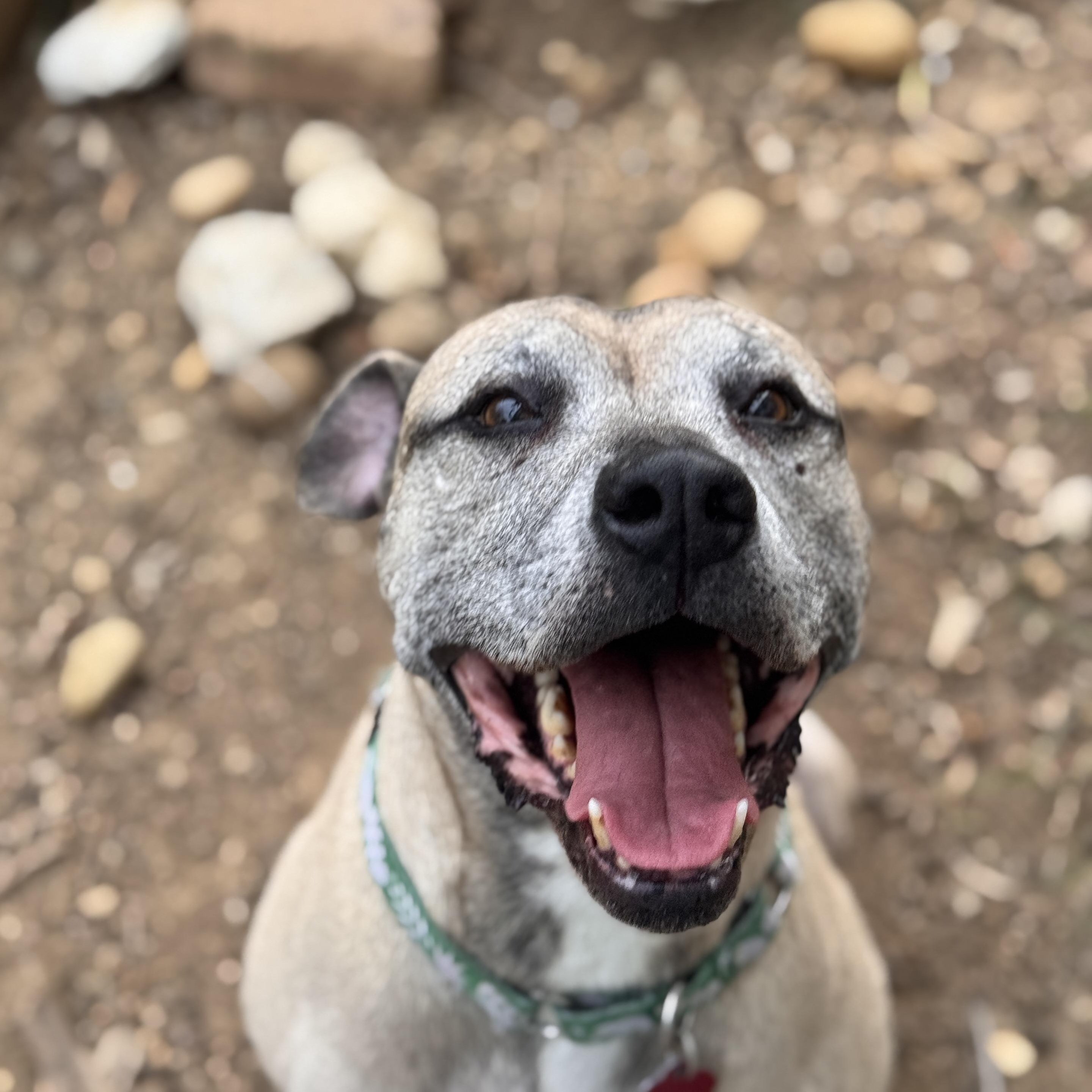Enlarge Buddy, a Adoptable mixed breed in Rincon, PR image 2/6