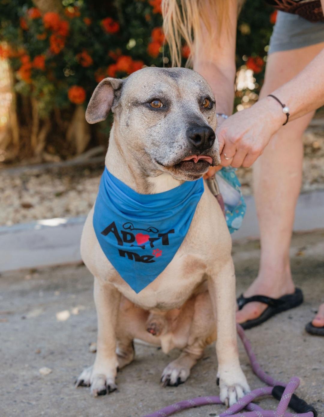 Enlarge Buddy, a Adoptable mixed breed in Rincon, PR image 5/6