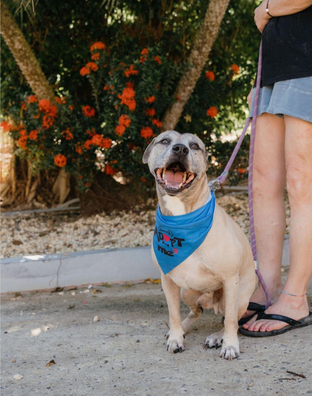 Enlarge Buddy, a Adoptable mixed breed in Rincon, PR image 4/6