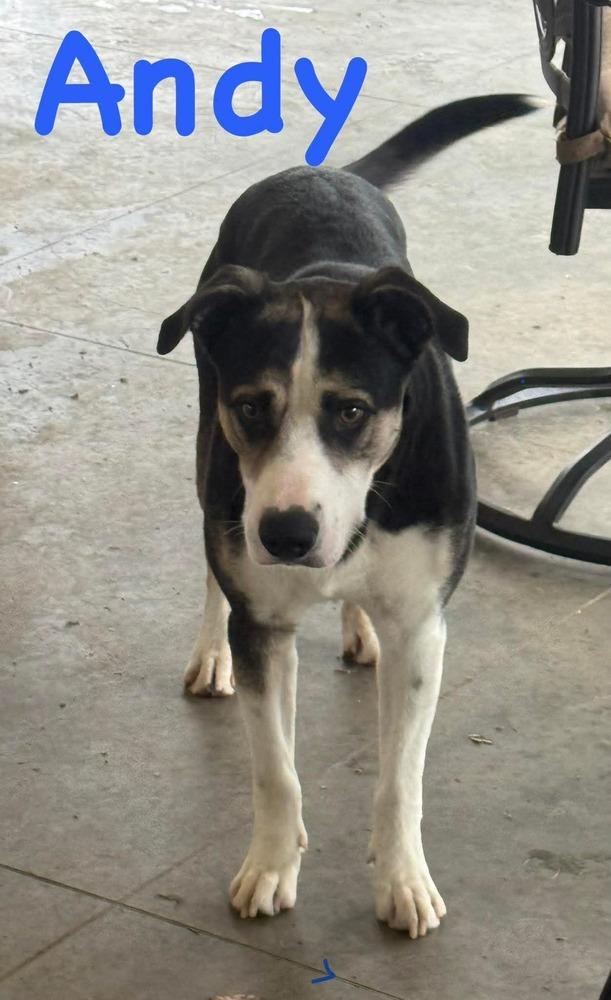 Andy, Adoptable, Adult Male Mixed Breed.
