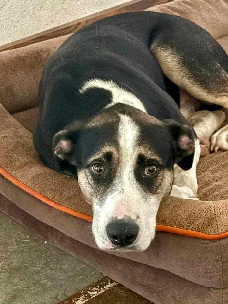 Andy, a Adoptable mixed breed in Syracuse, NY image 2/6