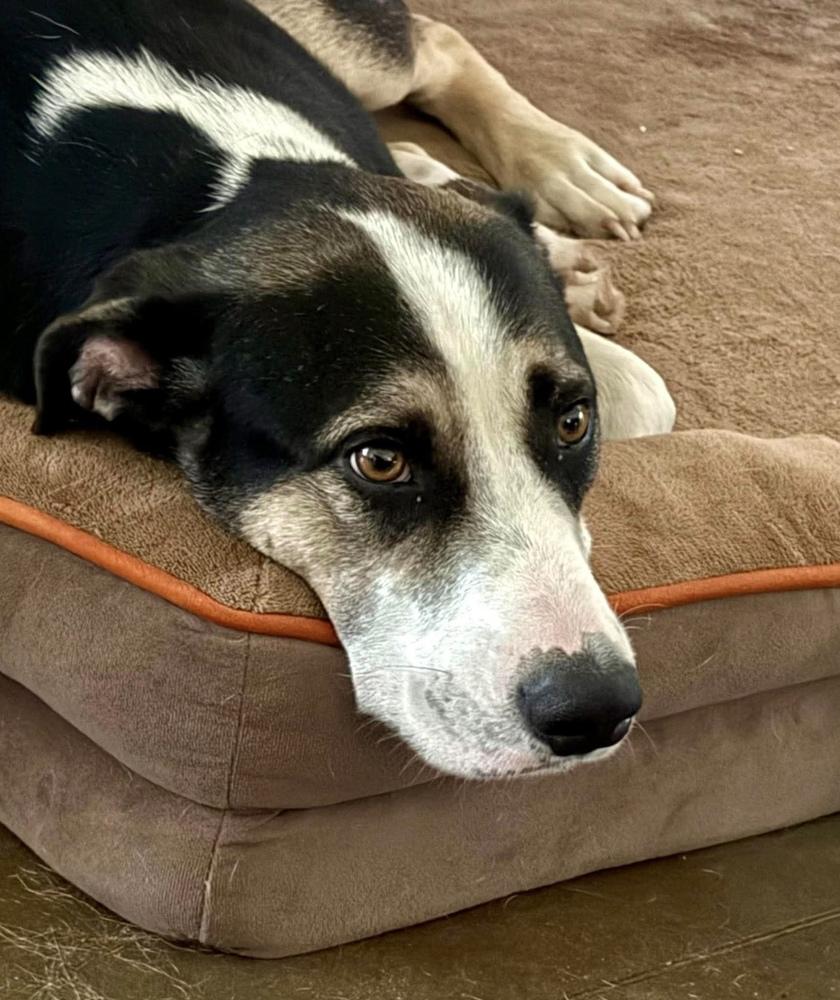Andy, a Adoptable mixed breed in Syracuse, NY image 3/6