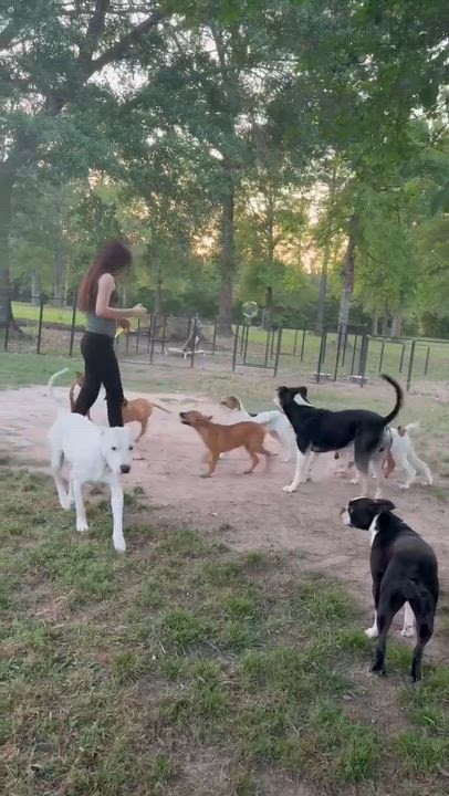 Enlarge Andy, a Adoptable mixed breed in Syracuse, NY video 6/6