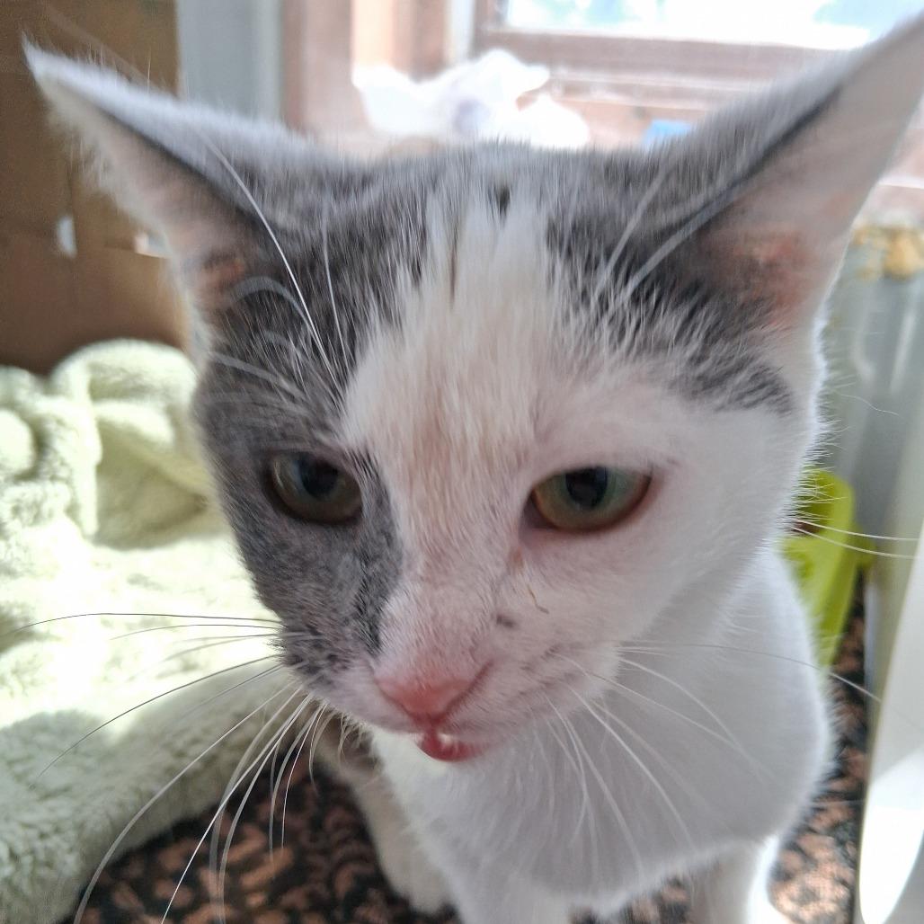 Enlarge Bean, a Adoptable Domestic Short Hair in Marion, IL image 1/1