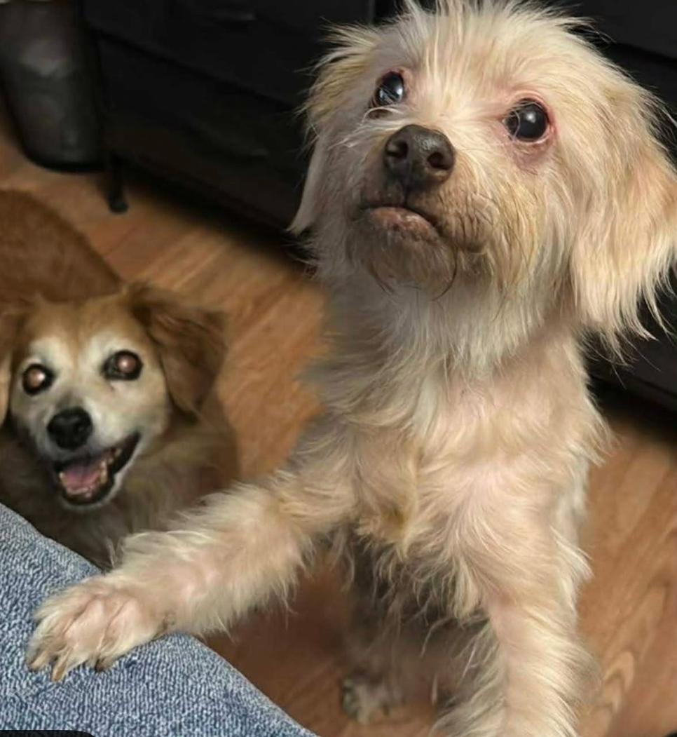 Enlarge Shredder , a ADOPTABLE mixed breed in Powell Butte, OR image 2/3