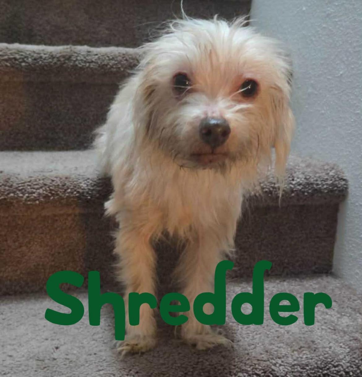 Enlarge Shredder , a ADOPTABLE mixed breed in Powell Butte, OR image 1/3