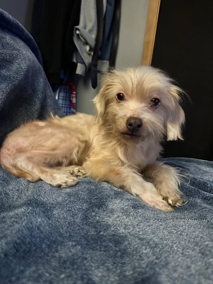 Enlarge Shredder , a ADOPTABLE mixed breed in Powell Butte, OR image 3/3