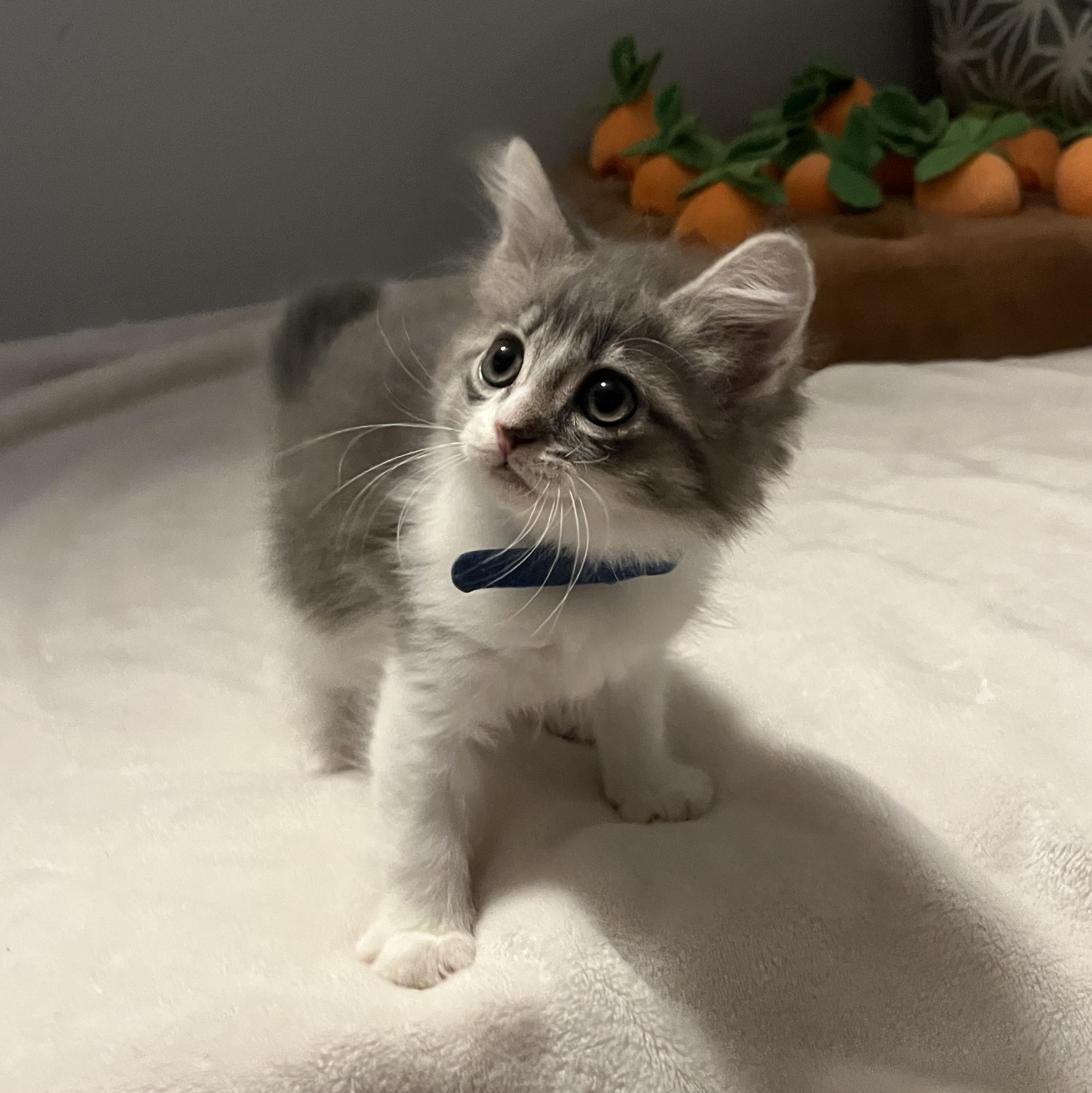 Long Haired Grey Cat for Adoption: Find Your Perfect Furry Friend