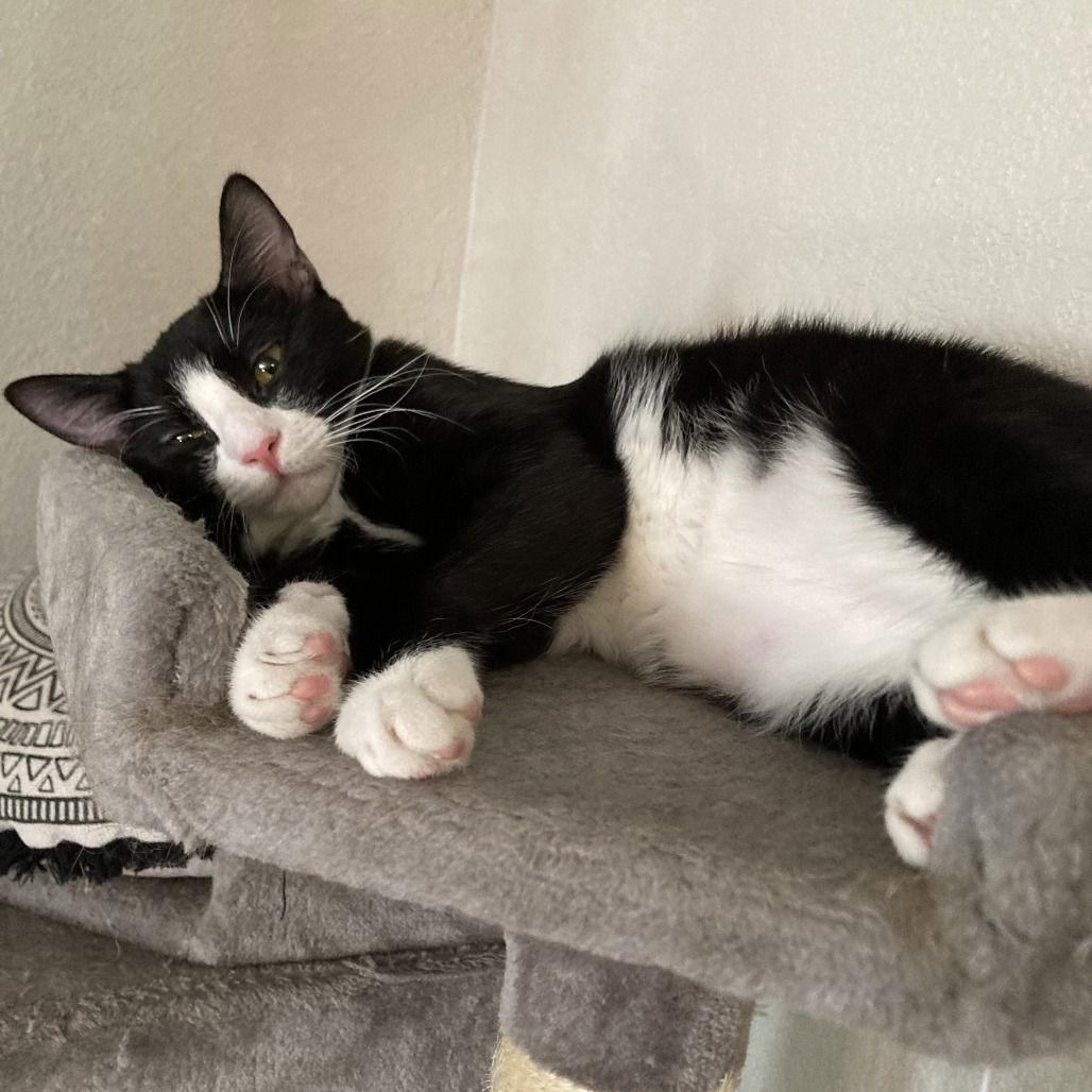 Brie II (New Digs) — thumbnail 2