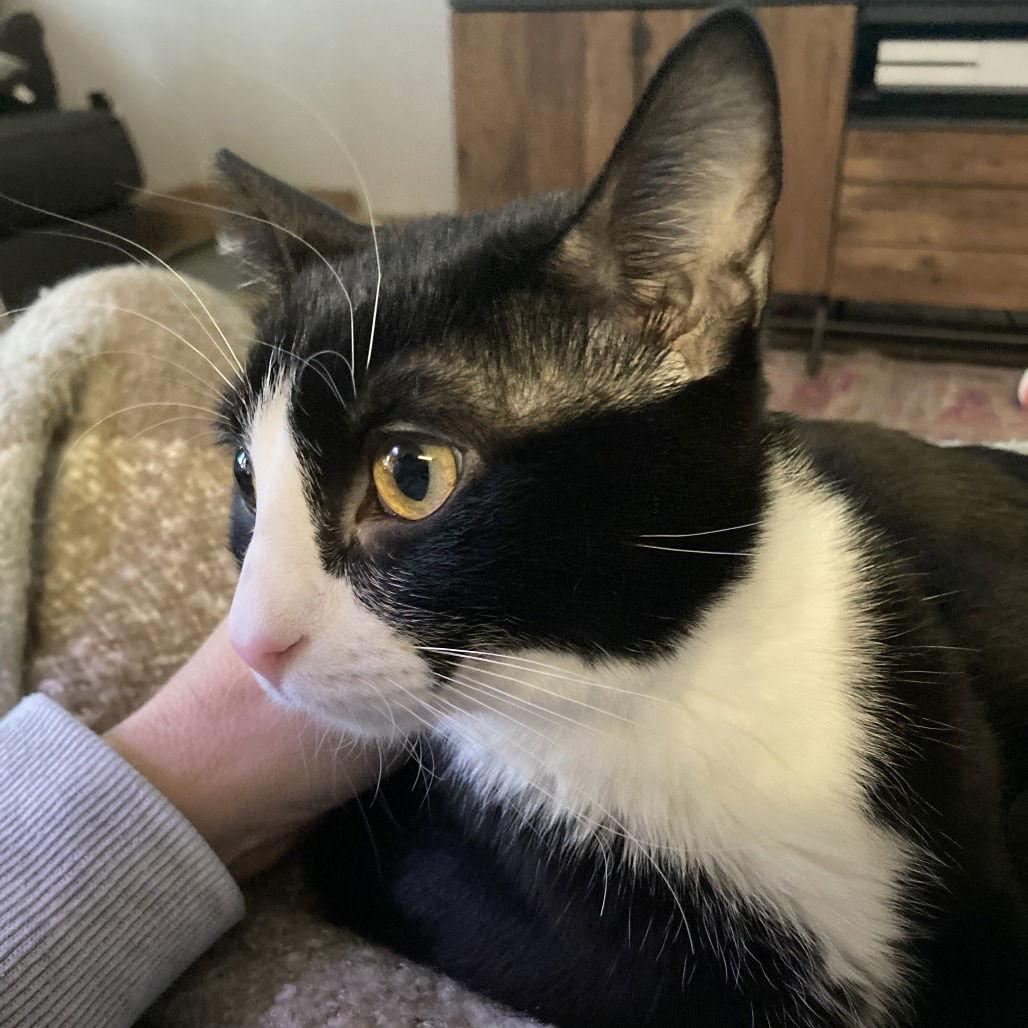 Brie II (New Digs) — thumbnail 3