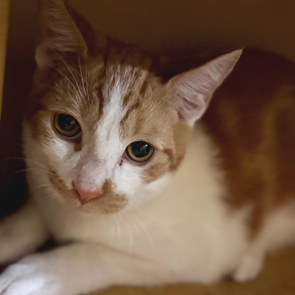 Enlarge Mutt - City of Industry Location, a Adoptable Domestic Short Hair in Chino Hills, CA image 1/6