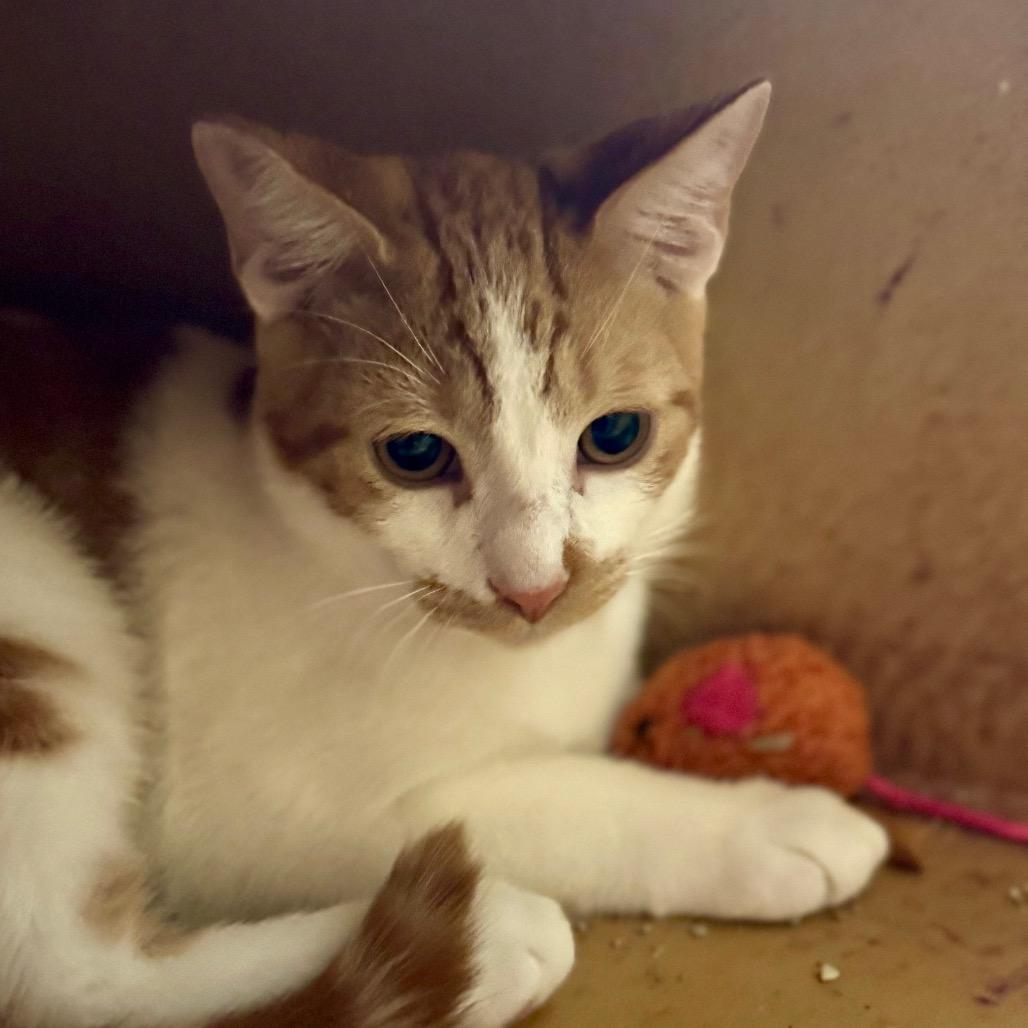 Enlarge Mutt - City of Industry Location, a Adoptable Domestic Short Hair in Chino Hills, CA image 2/6