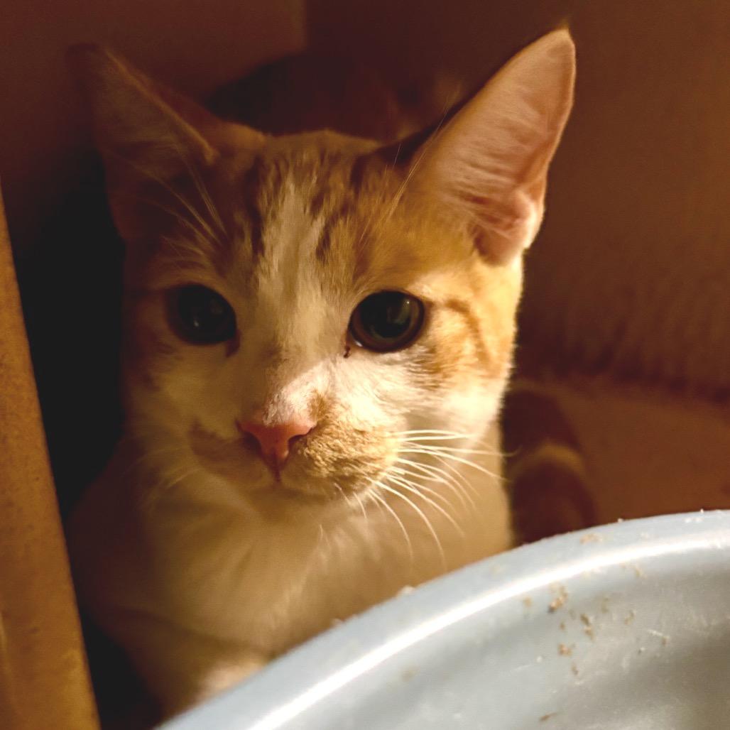 Enlarge Mutt - City of Industry Location, a Adoptable Domestic Short Hair in Chino Hills, CA image 5/6