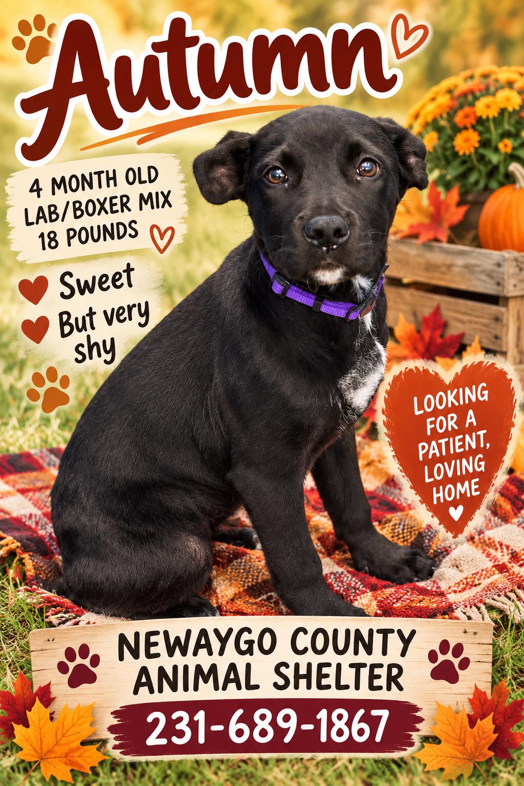 Enlarge Autumn, a Adoption Pending mixed breed in White Cloud, MI image 1/1