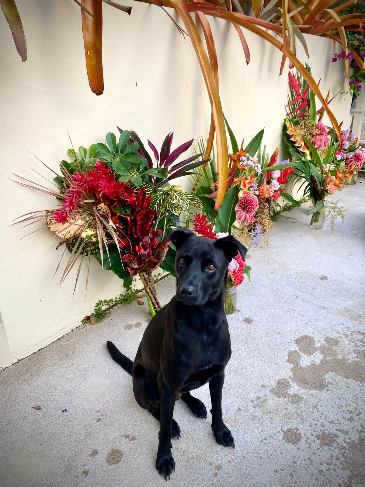 Enlarge Super Salma!, a Adoptable mixed breed in Seattle, WA image 4/6