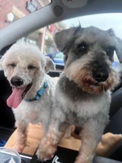 Enlarge Max and Mollly, a ADOPTABLE mixed breed in Schaumburg, IL image 2/5