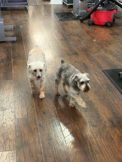 Enlarge Max and Mollly, a ADOPTABLE mixed breed in Schaumburg, IL image 4/5