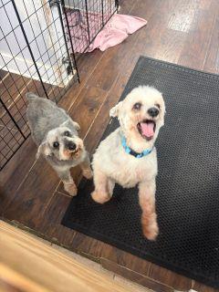 Enlarge Max and Mollly, a ADOPTABLE mixed breed in Schaumburg, IL image 3/5
