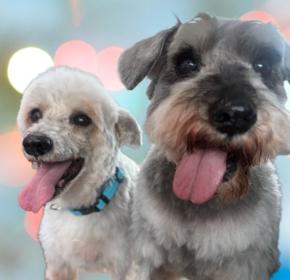 Max and Mollly, ADOPTABLE, Senior Male Schnauzer & Poodle.