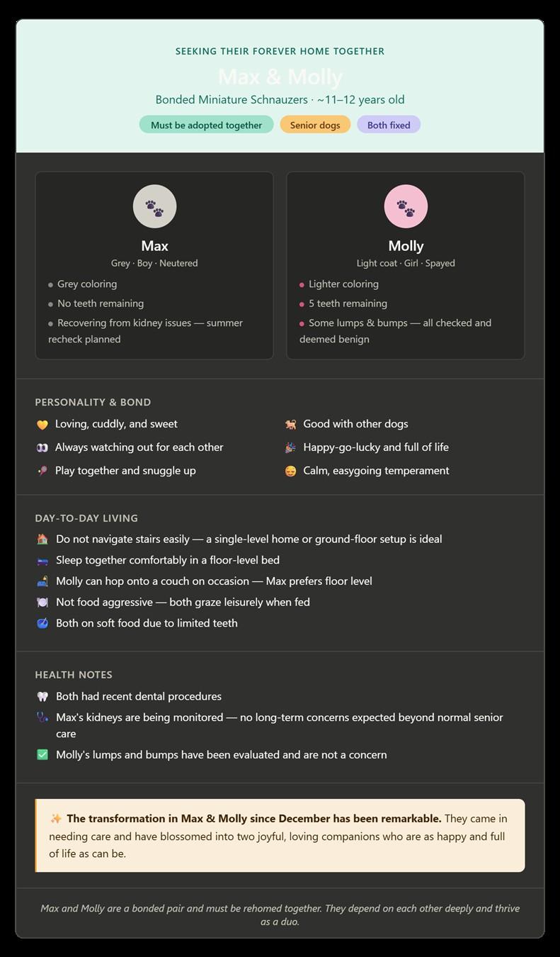 Enlarge Max and Mollly, a ADOPTABLE mixed breed in Schaumburg, IL image 5/5