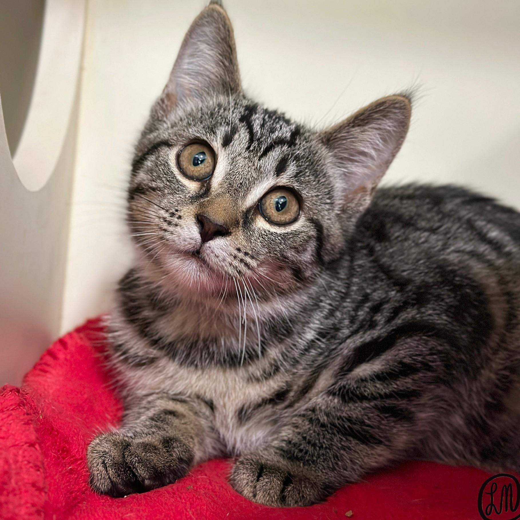 Enlarge Josh, a Adoptable Domestic Short Hair in Victor, NY image 2/3