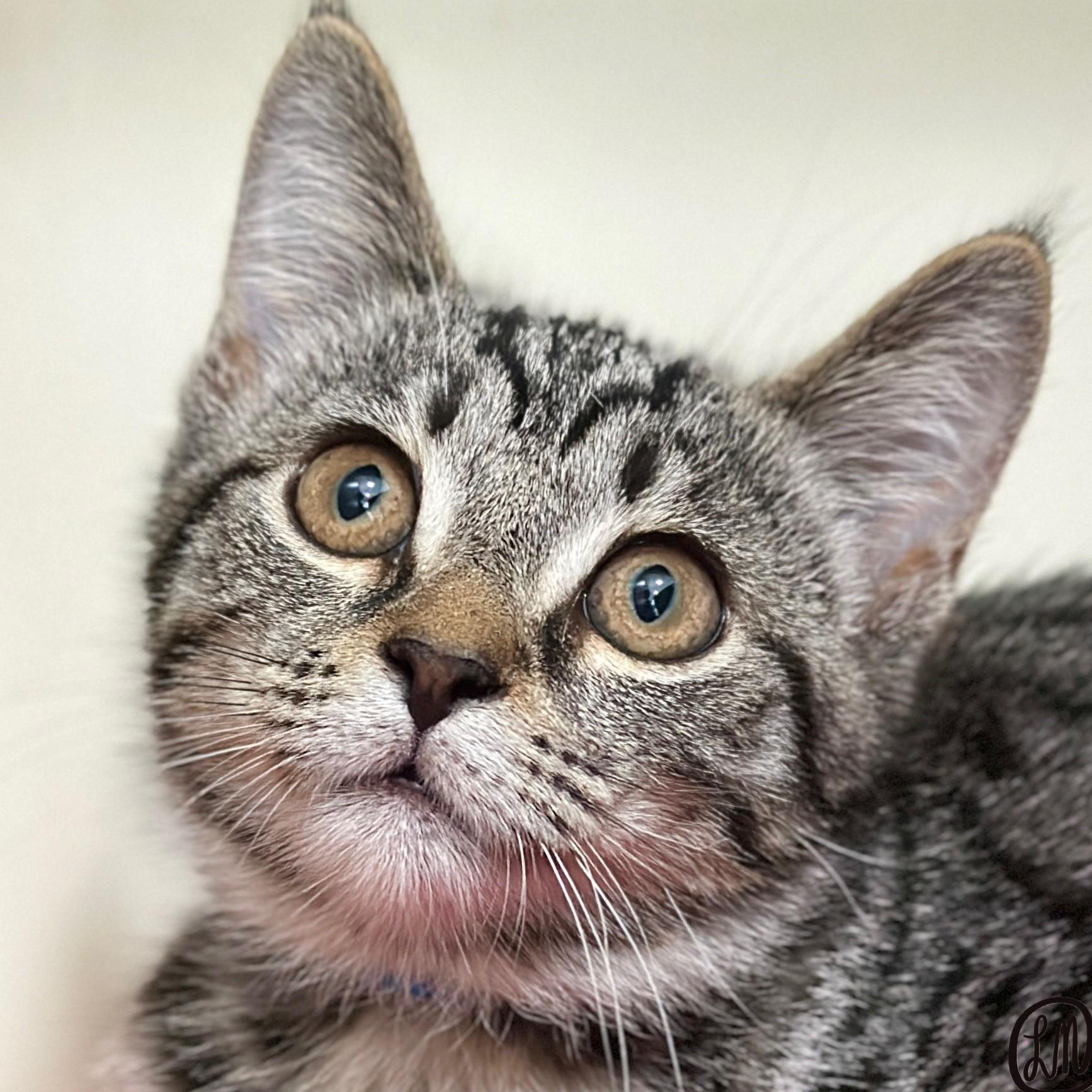 Josh, Adoptable, Kitten Male Domestic Short Hair.