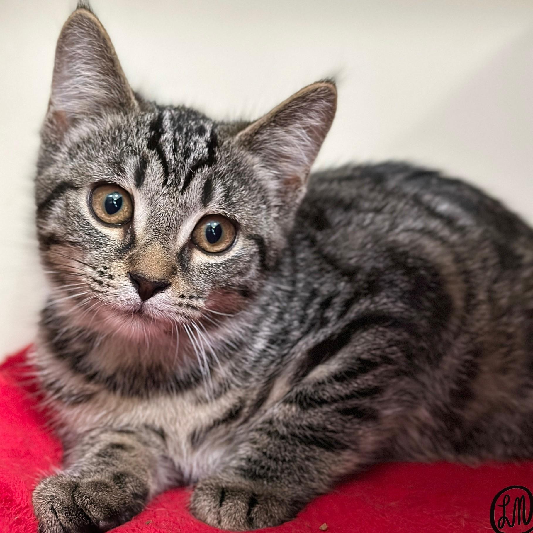 Enlarge Josh, a Adoptable Domestic Short Hair in Victor, NY image 3/3