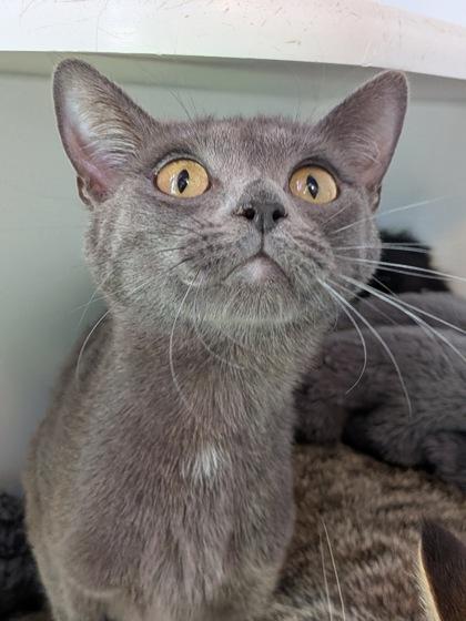 Enlarge Moonshine, a Adoptable mixed breed in Divide, CO image 1/3