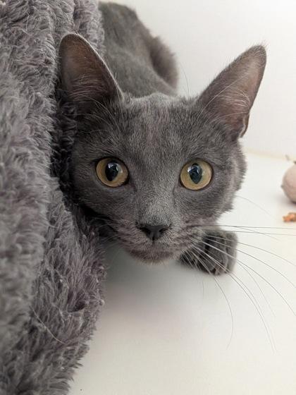 Enlarge Moonshine, a Adoptable mixed breed in Divide, CO image 2/3