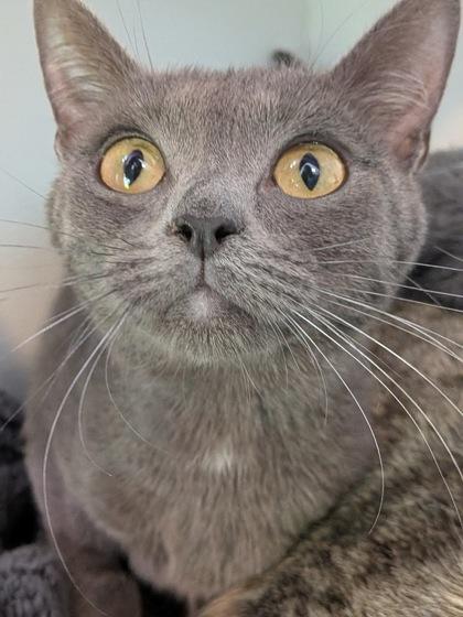 Enlarge Moonshine, a Adoptable mixed breed in Divide, CO image 3/3