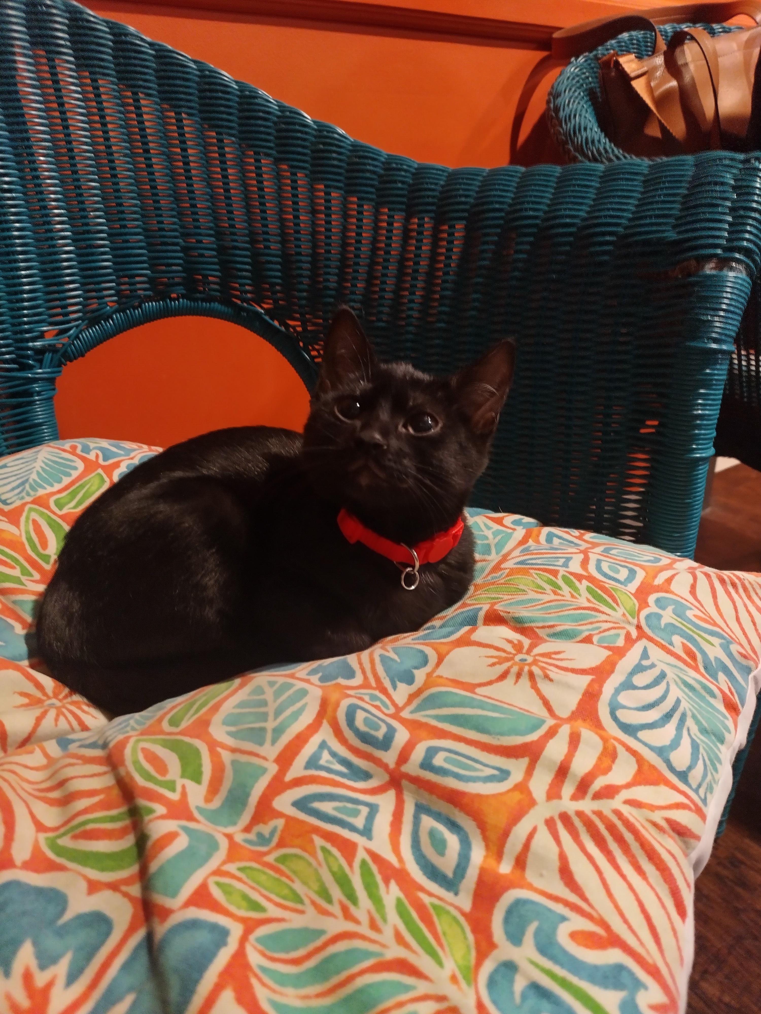 Enlarge Glizzy, an adopted Domestic Short Hair in The Colony, TX image 2/2