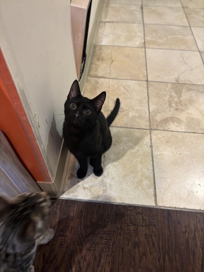 Enlarge Glizzy, an adopted Domestic Short Hair in The Colony, TX image 1/2