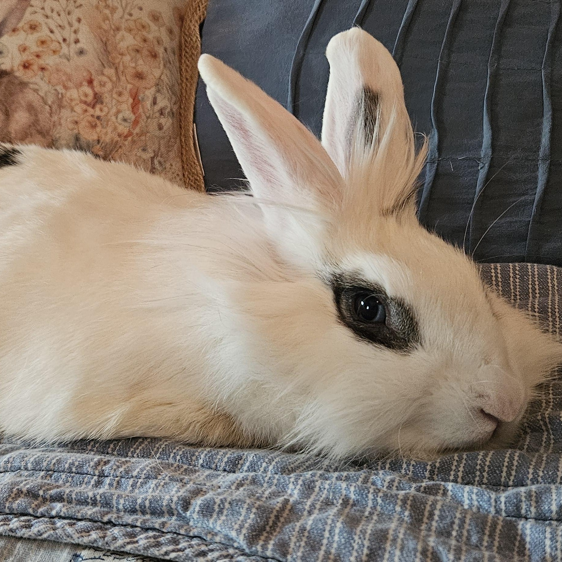 Dolly, ADOPTABLE, Adult Female Lionhead.